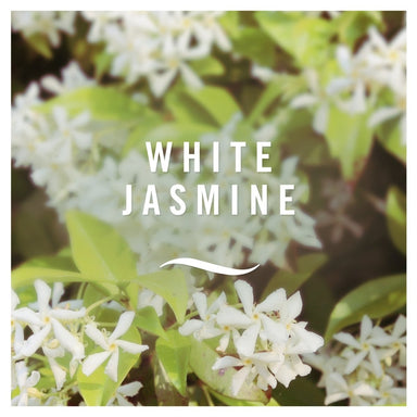 Febreze Air Freshener White Jasmine - Intamarque 8001841729701